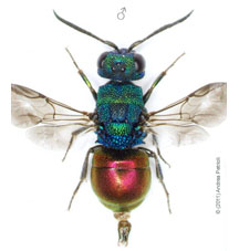 valesiense 