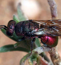 rufipes 