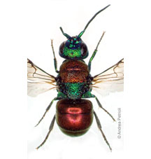 chrysonota 