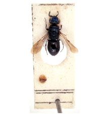 chlorosomus mallorcanus