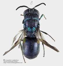 sculpticollis 