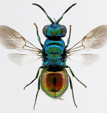 auratus 