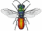 Chrysididae