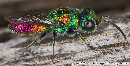 Chrysis grohmanni krkiana