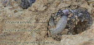 Larva di Chrysura simplex che parassitizza una larva di Hoplitis anthocopoides (Hymenoptera: Megachilidae)