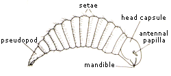 Larva di criside