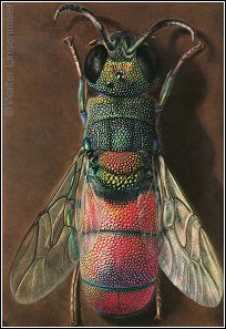 Chrysis scutellaris - © W.Linsenmaier