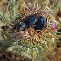 Cardi ripieni di Aethiessa floralis (F.) (Coleoptera Scarabaeoidea Cetoniidae)