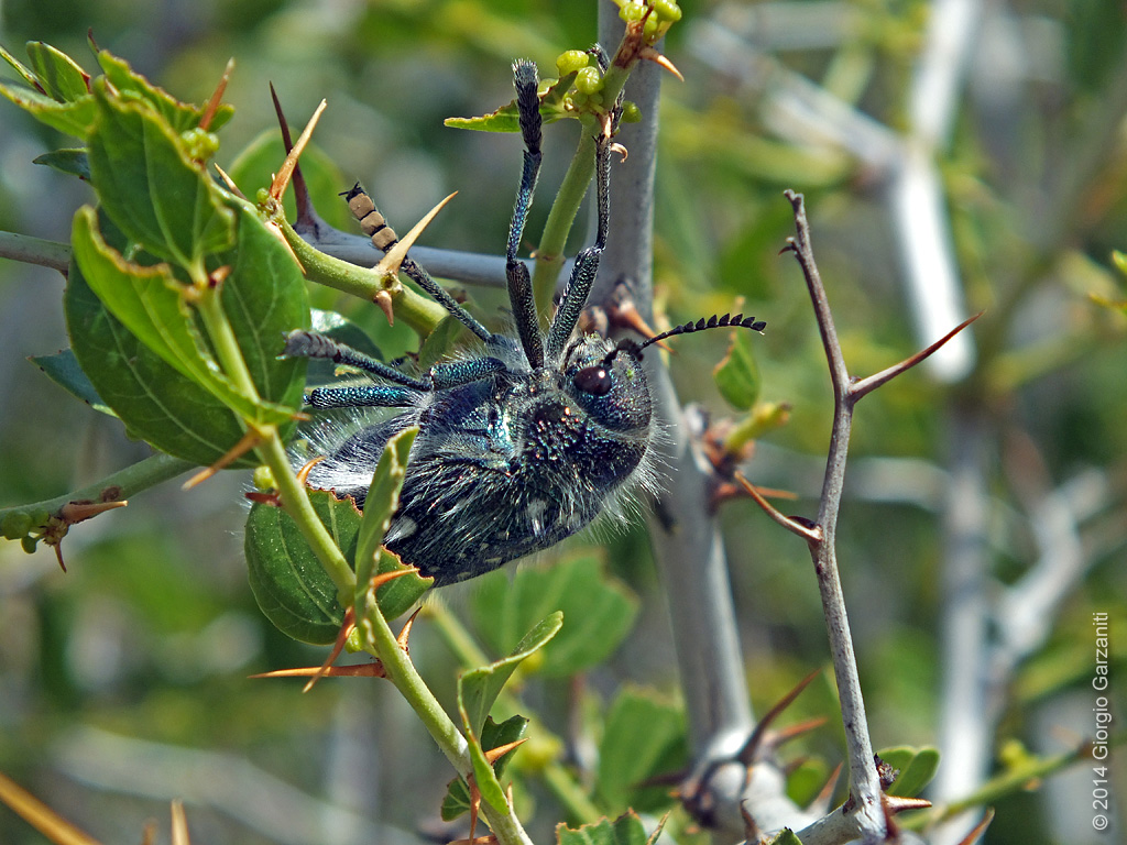 Julodis manipularis (F.) (Coleoptera, Buprestidae) su giuggiolo