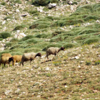 Pecore sulle pendici rocciose della gola
