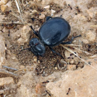 Akis sp. (Coleoptera, Tenebrionidae)