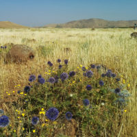 Come si presentava l'ambiente. In primo piano le inflorescenze di Echinops sp. (Asteracee)