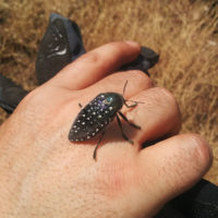 Uno Julodis posato sulla mano di Giorgio