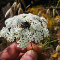 Anthypna (Coleoptera Glaphyridae) in copula