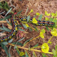 Aguelmame Sidi Ali, bruchi di sfingide (Lepidoptera) su Euforbia