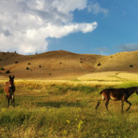 Col du Zad, cavalli