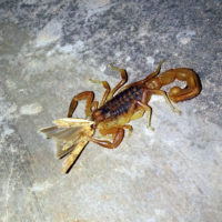 Ifrane, caccia notturna: scorpione con preda