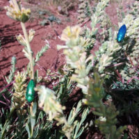 Perotis unicolor (Coleoptera, Buprestoidea) con cromatismo sul verde e sul blu