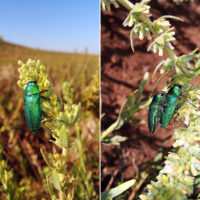 Perotis unicolor (Coleoptera, Buprestoidea)