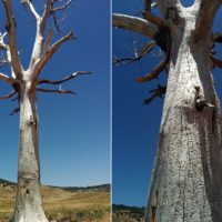 Un albero morto che era un micro-paradiso entomologico