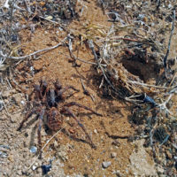 Un bel licoside fuori dalla tana (Araneae, Lycosidae)