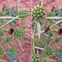 Ripiforidi (Coleoptera, Rhipiphoridae) su Eryngium maritimum