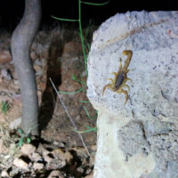 Uno scorpione in caccia sul muretto del marciapiede di Ifrane