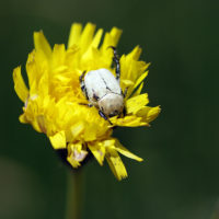 Hoplia africana africana (Coleoptera Scarabaeoidea Melolonthidae)