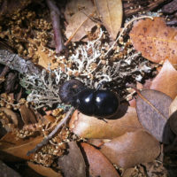 Thorectes armifrons (Reitter, 1892) (Coleoptera, Scarabaeoidea Geotrupidae) [det. G. Garzaniti]