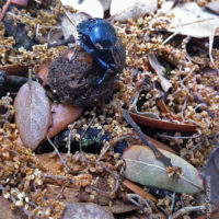 Ateuchetus laticollis (Linnaeus, 1767) (Coleoptera, Scarabaeoidea Scarabaeidae) [det. G. Garzaniti]