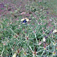 Hoplia africana africana (Coleoptera Scarabaeoidea Melolonthidae)