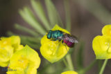 Chrysura rufiventris
(Hymenoptera Chrysididae)