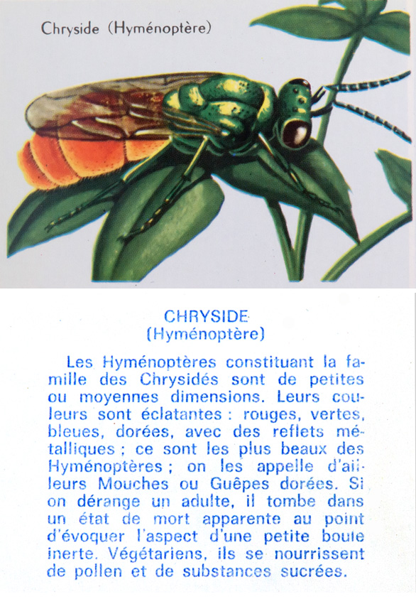 Chryside (Hyménoptère)