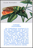 Chryside (Hyménoptère), 1963