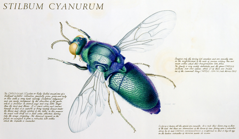 W. H. Gilby, Stilbum cyanurum - Cuckoo wasp