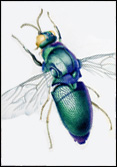 W. H. Gilby, Stilbum cyanurum - Cuckoo wasp
