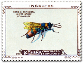 Kohler Chocolates of Switzerland, 1920 - Chrysis semicincta