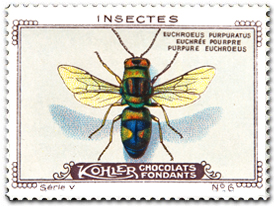 Kohler Chocolates of Switzerland, 1920 - Euchroeus purpuratus