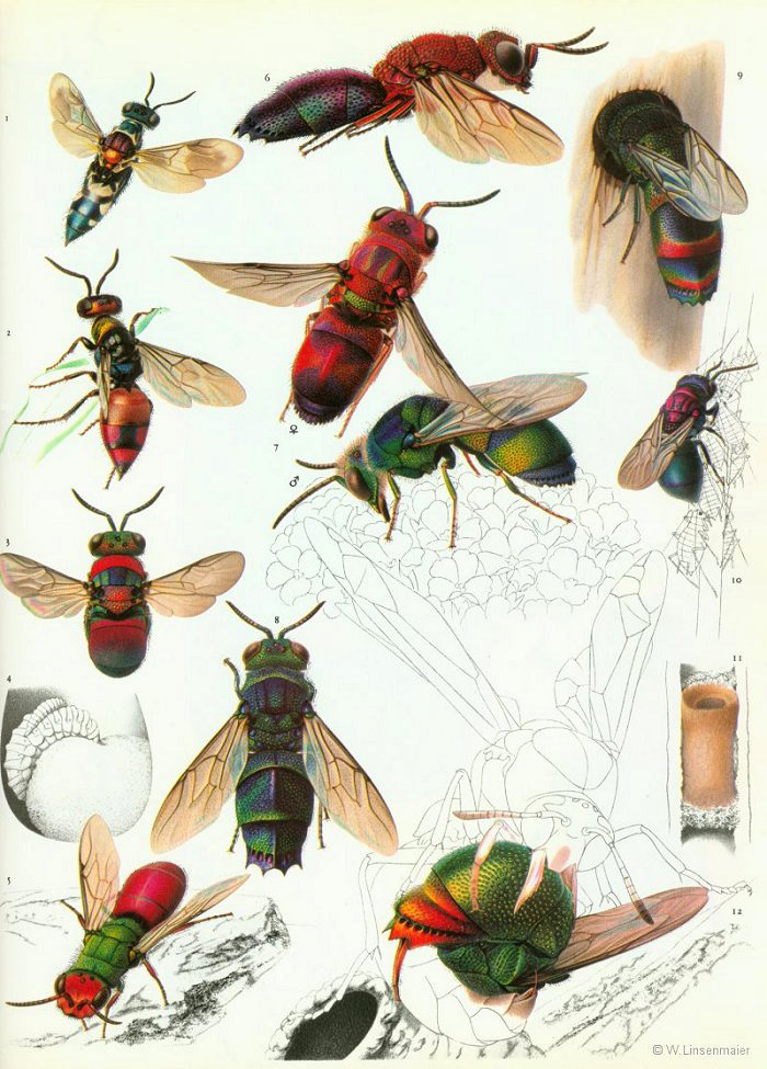 W. Linsenmaier - Chrysis scutellaris