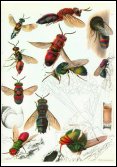 W.Linsenmaier, Insects of the World