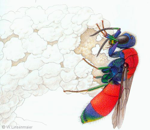 W. Linsenmaier - Chrysis viridula