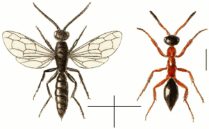 Methocha male and female