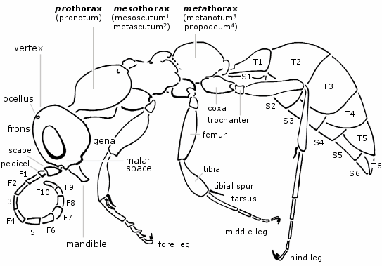 Basic female morphology of Methocha