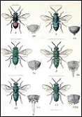 Godman et al., 1879