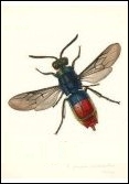 J. Curtis, 1824 - British Entomology