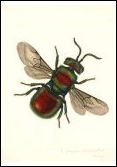 J. Curtis, 1824 - British Entomology