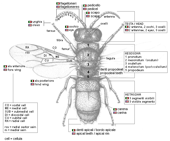 Body morphology of Chrysidids