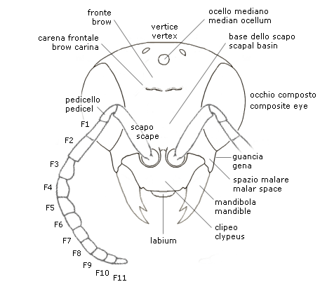 Face morphology of Chrysidids