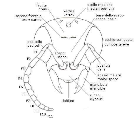 Morfologia facciale dei Crisidi