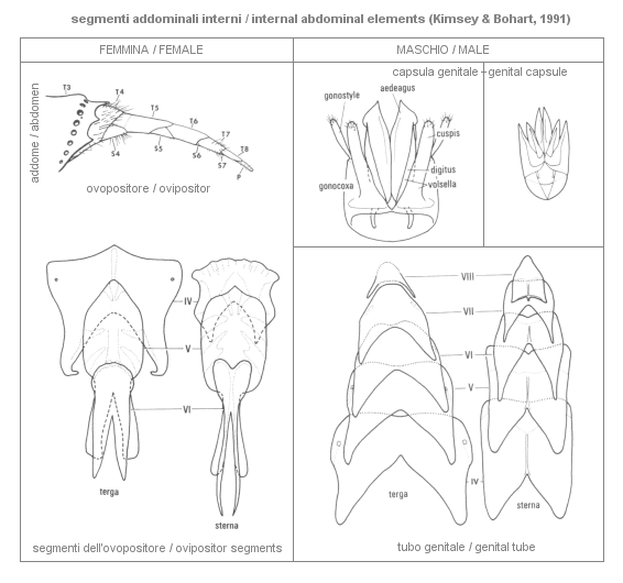 Genital Chrysidid morphology